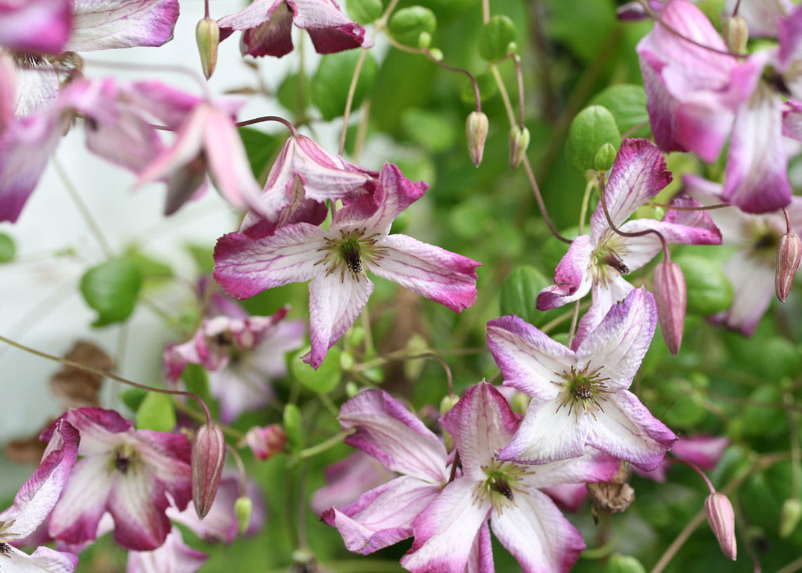 More Clematis